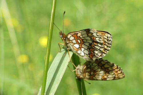 Melitaea athalia